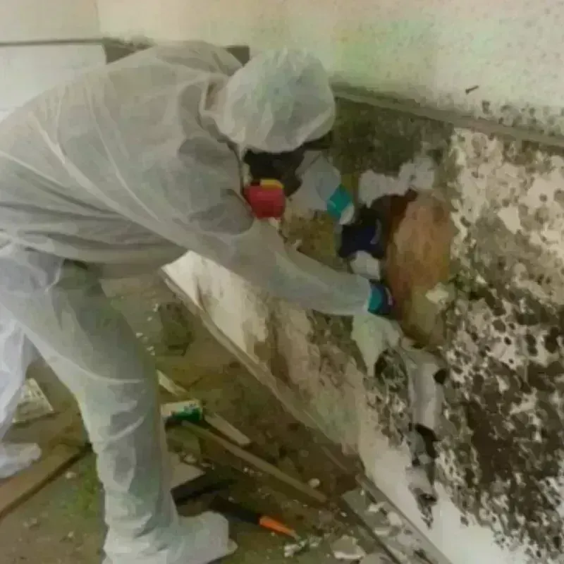 Mold Remediation and Removal in Seabeck, WA